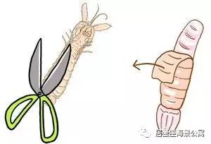 攻略｜老渔民亲传“扒虾秘籍”，皮皮虾我们走！