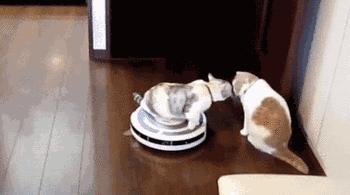 清除床单衣物的螨虫最好的方法,最全最有效去除家里的螨虫方法