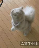 半夜醒来看到二哈放大的脸,女主一觉起来发现二哈变成了秃头