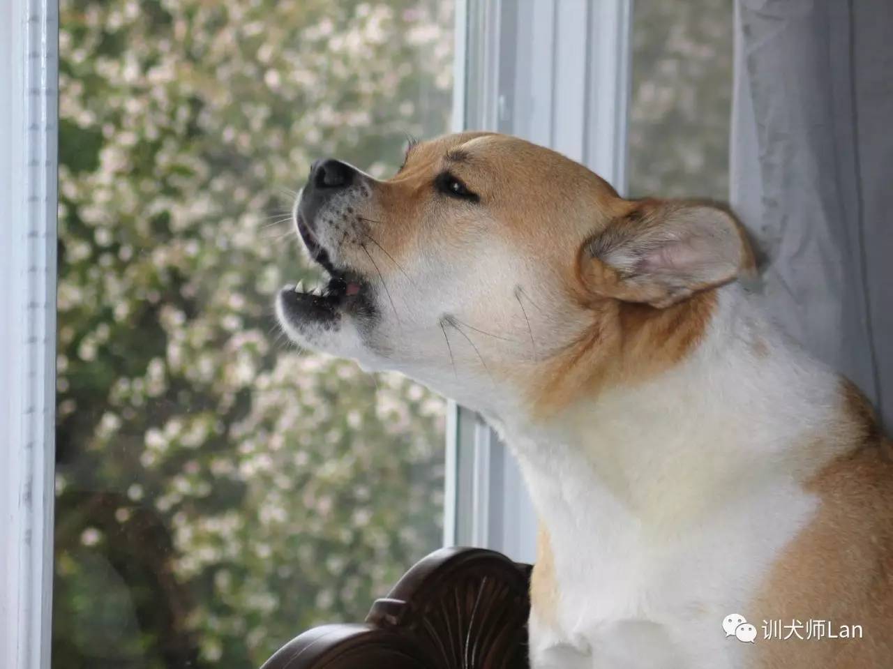 不要吼叫,不要打骂,怎样用非惩罚的方式停止狗狗吠叫?