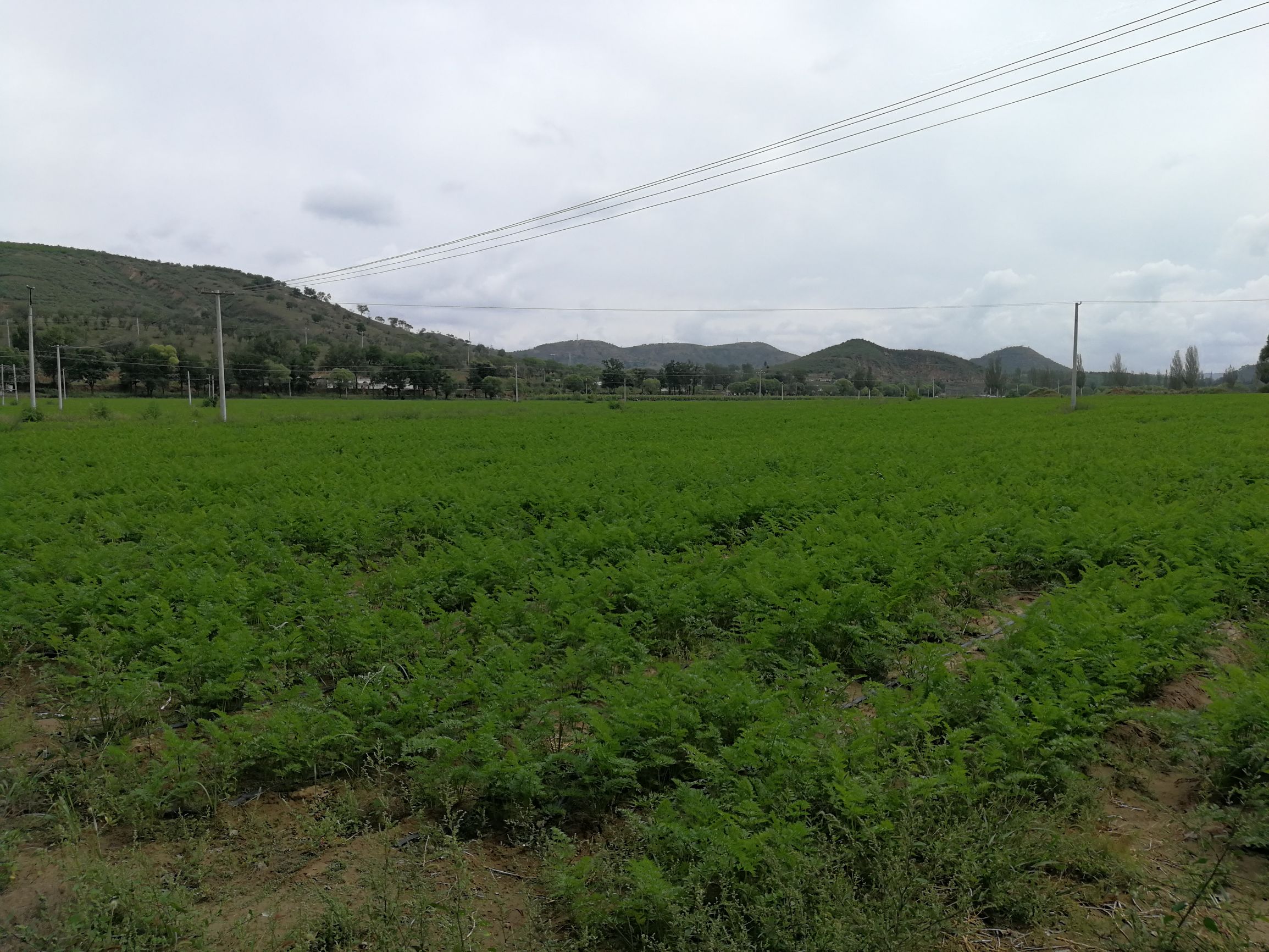 长城美丽乡村,长城镇美丽乡村建设