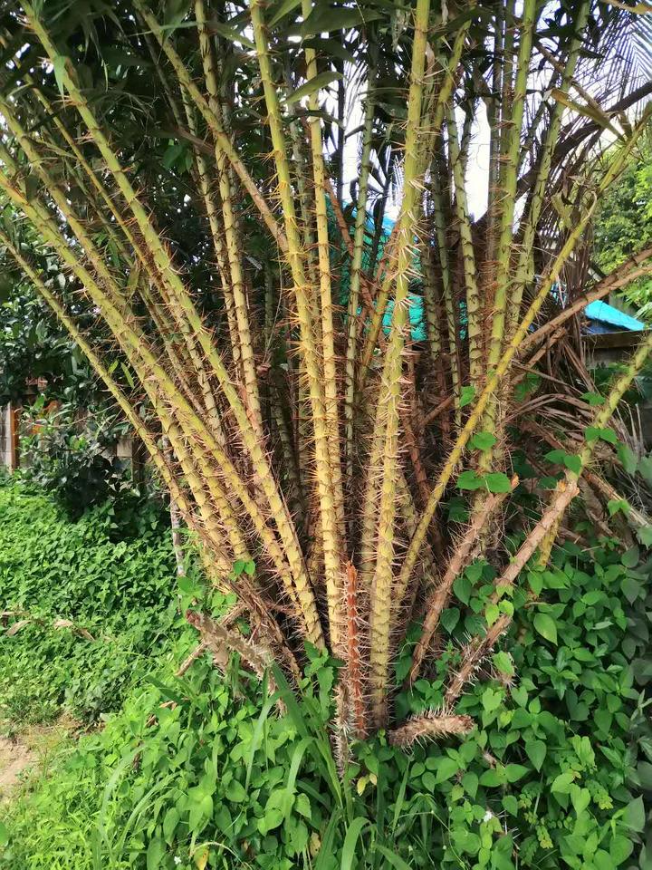 泰国曼谷芭提雅跟团游攻略,泰国曼谷芭提雅旅游一日游攻略