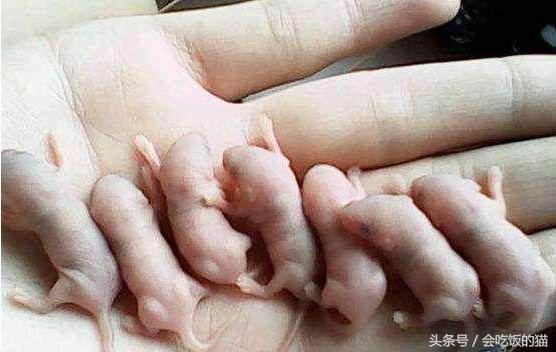 村子里面发现老鼠幼崽,农村田里的老鼠能吃吗