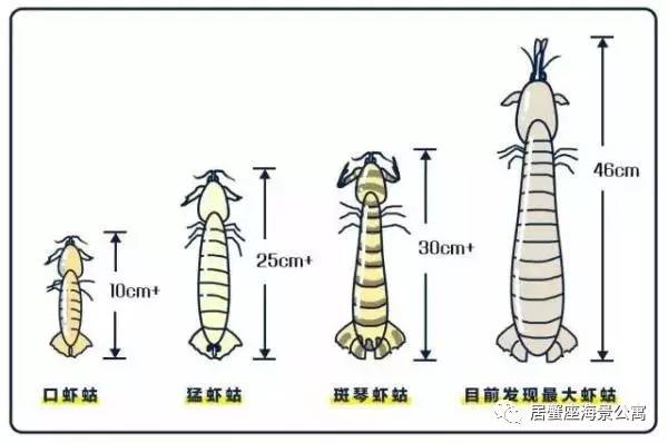 攻略｜老渔民亲传“扒虾秘籍”，皮皮虾我们走！