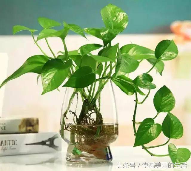 水培绿萝多少天换一次水,水培绿萝转土培绿萝黄叶怎么办