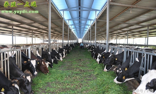 如何提高奶牛的养殖效益措施,奶牛高产保障率