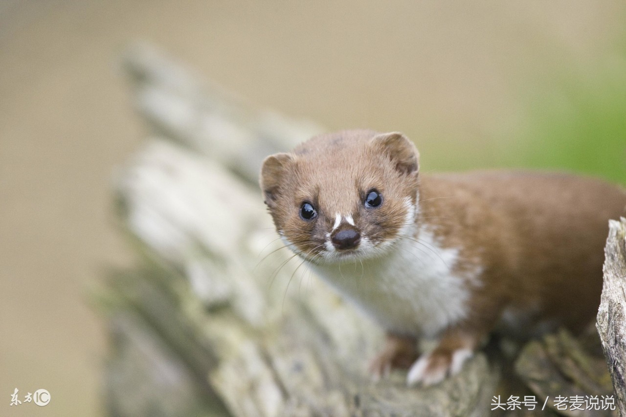 说出马,说出马就出马