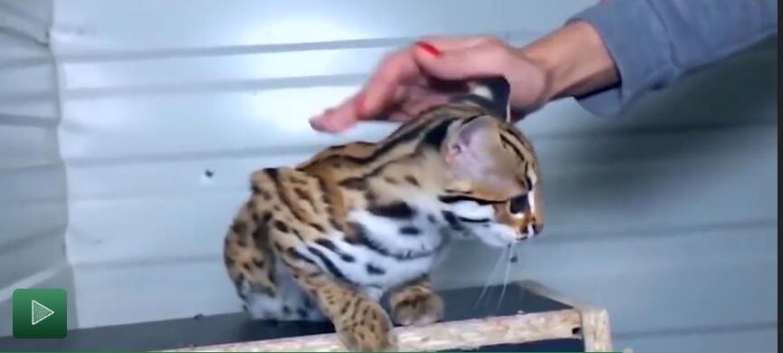 中国最贵的十种宠物猫,最贵的宠物猫有哪些