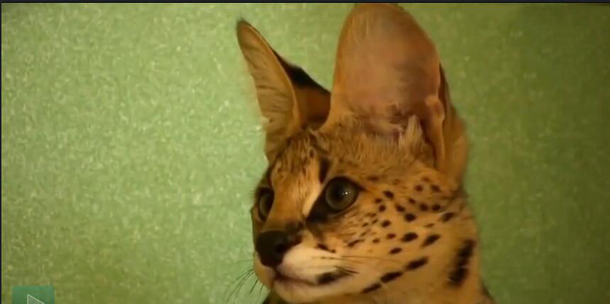 中国最贵的十种宠物猫,最贵的宠物猫有哪些