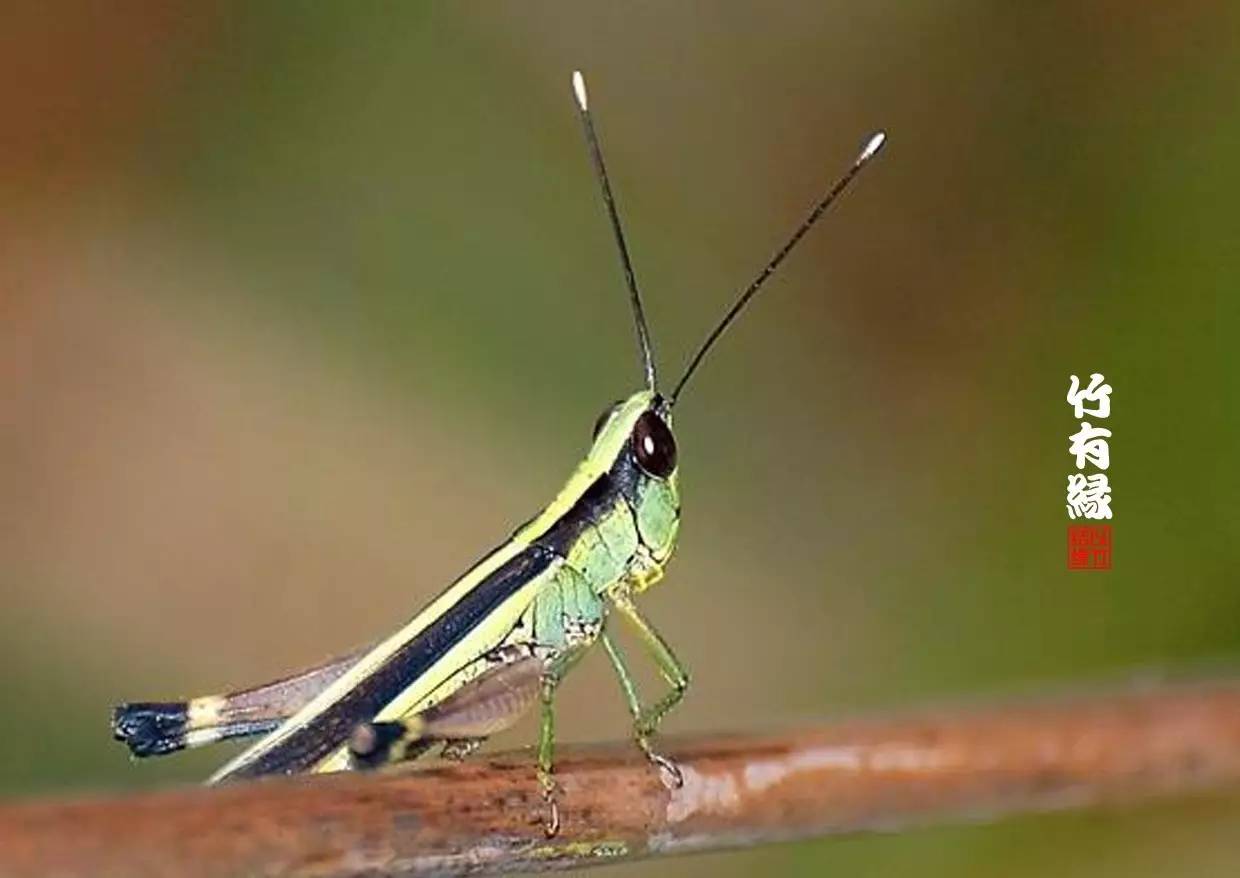 竹病害最佳防治方法,竹子养护小知识