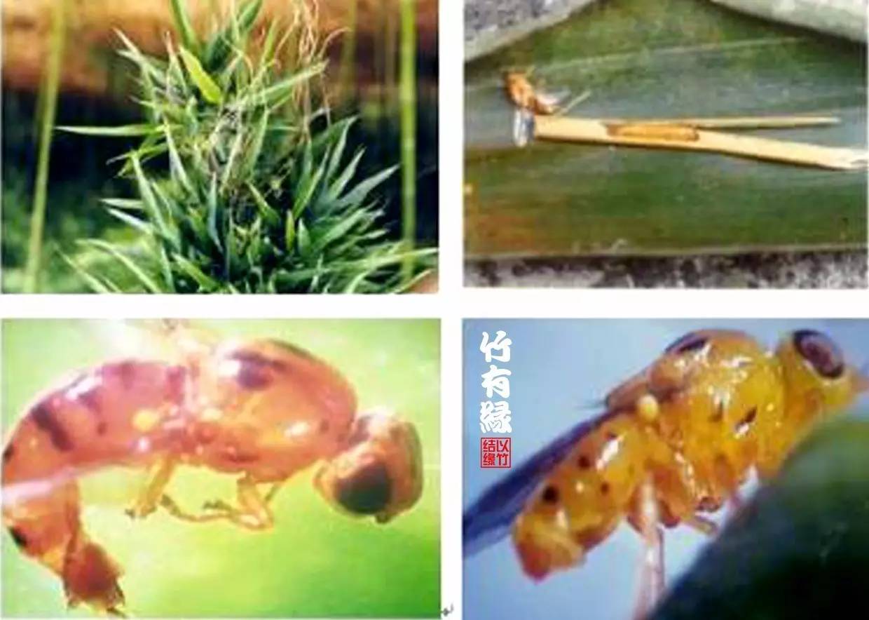 竹病害最佳防治方法,竹子养护小知识