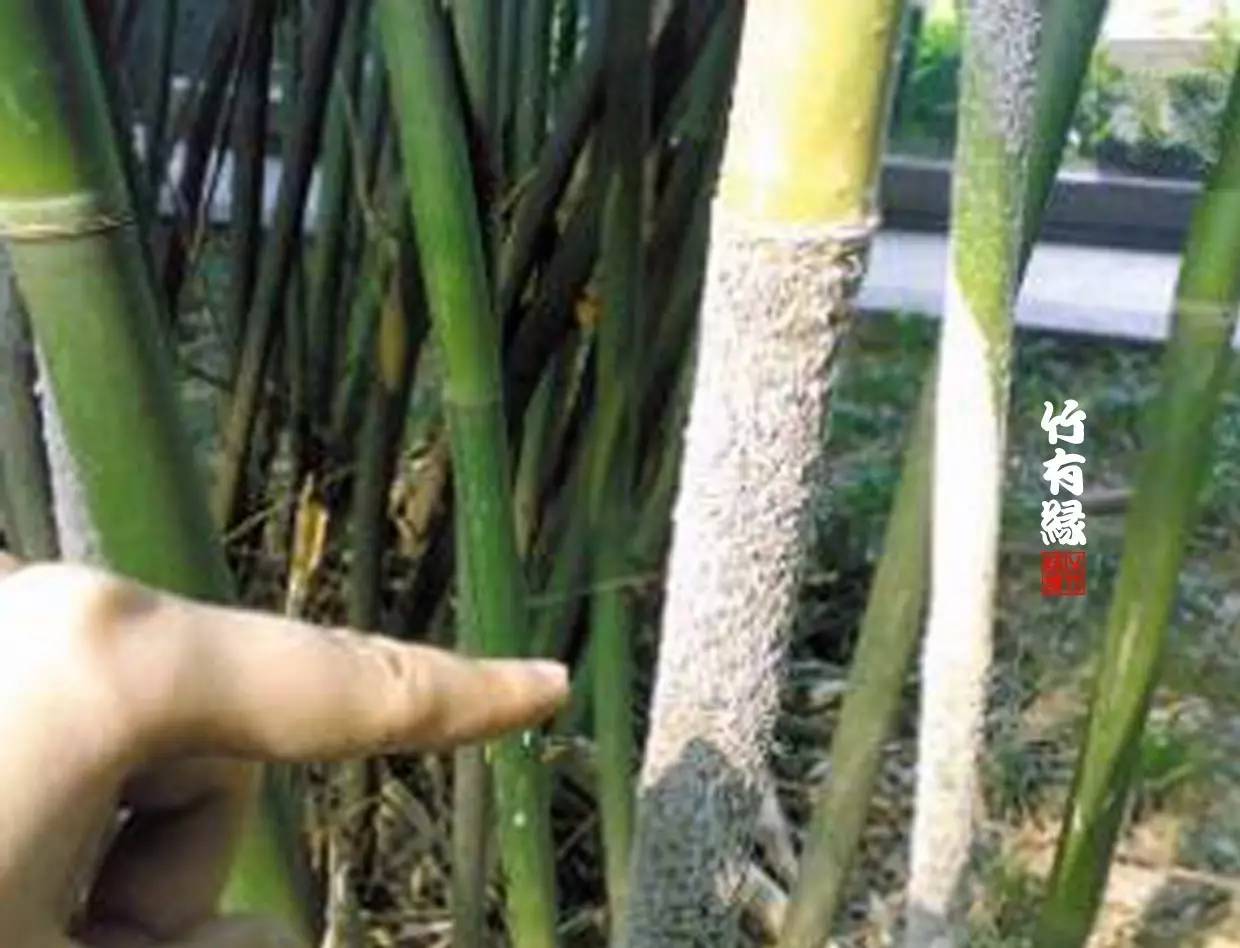 竹病害最佳防治方法,竹子养护小知识