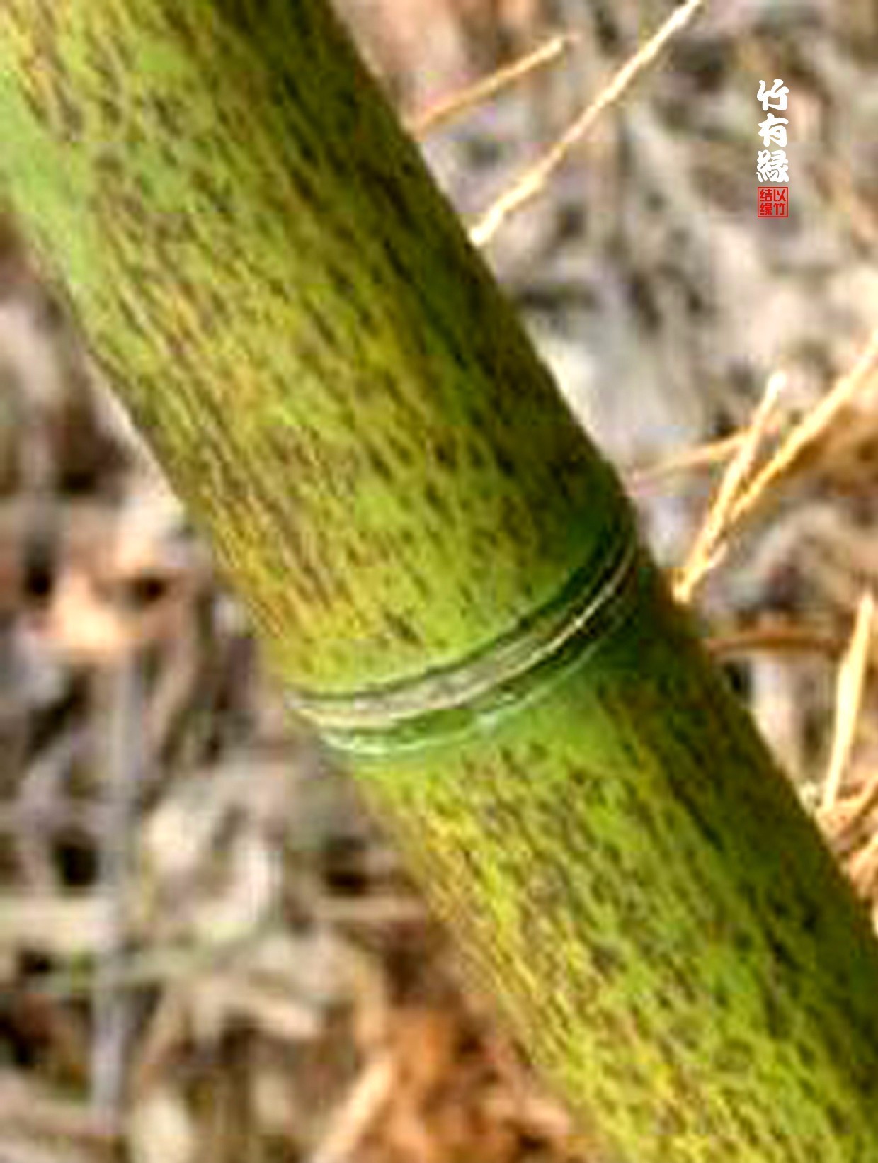 竹病害最佳防治方法,竹子养护小知识