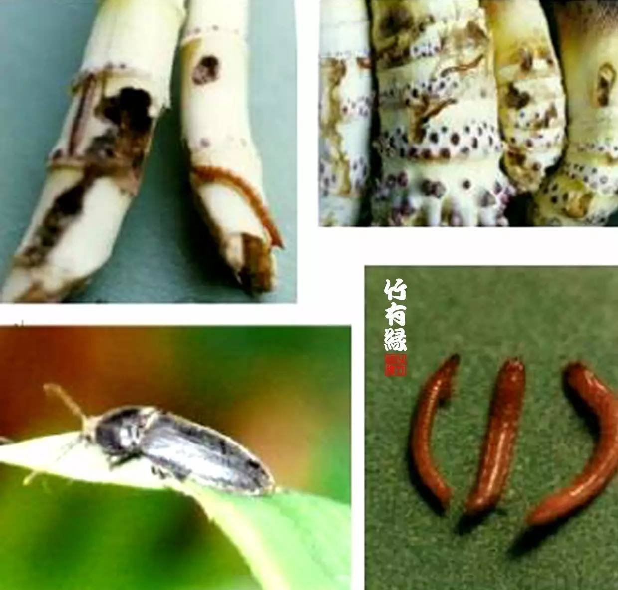 竹病害最佳防治方法,竹子养护小知识