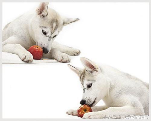 狗狗防偷吃的最佳方法,狗狗喜欢偷鞋子怎么办