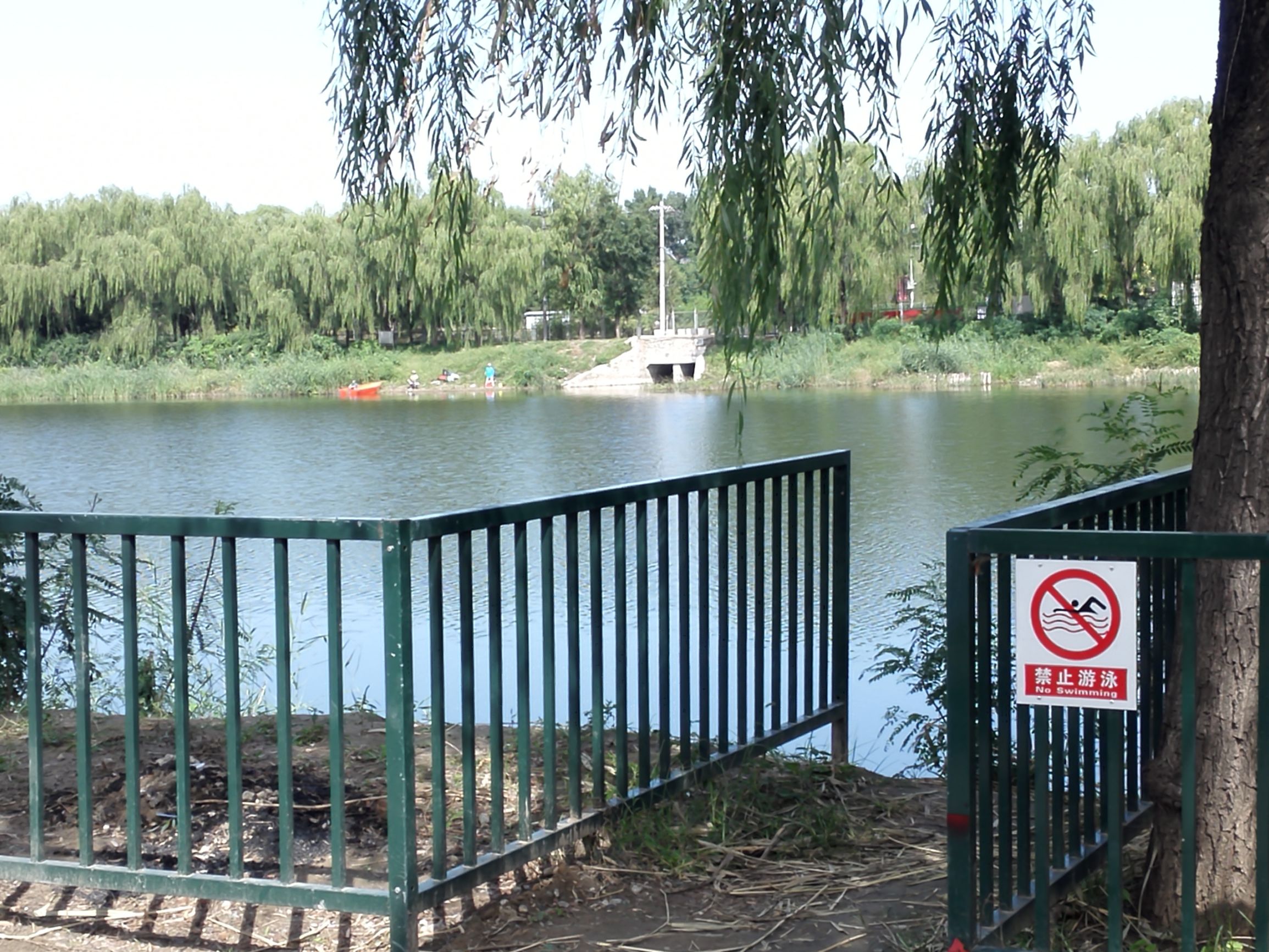 自驾上庄水库,渔塘垂钓赏荷花,管理大爷沿河种水草!