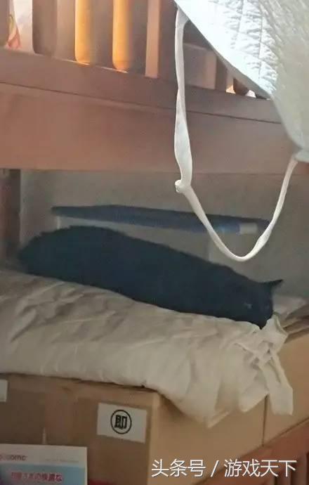 变戏精的猫,风情万种的猫