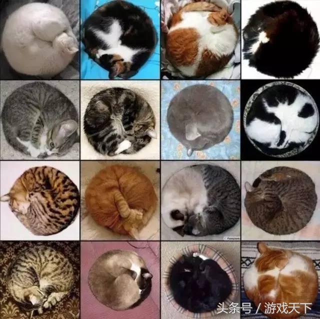 变戏精的猫,风情万种的猫