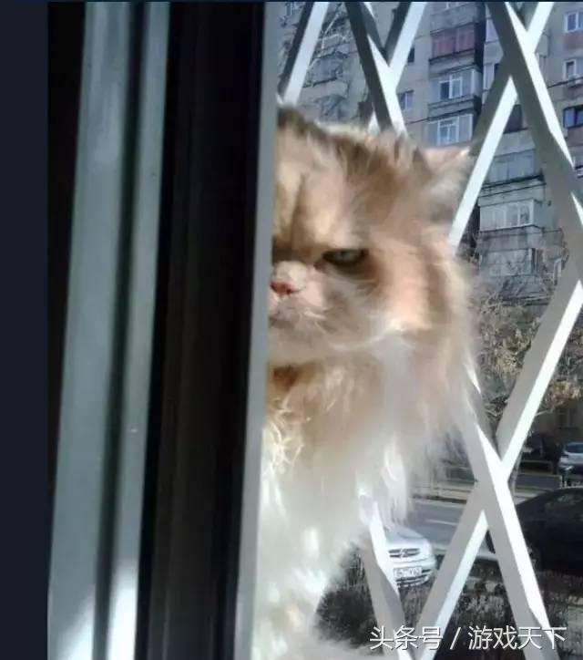 变戏精的猫,风情万种的猫