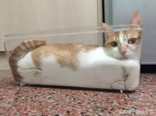 变戏精的猫,风情万种的猫