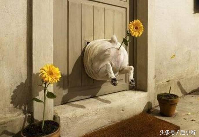 狗狗身上有臭味是什么原因引起,狗狗身上老是有难闻的气味咋办