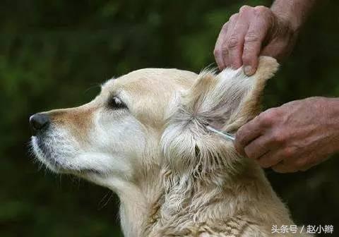 狗狗身上有臭味是什么原因引起,狗狗身上老是有难闻的气味咋办