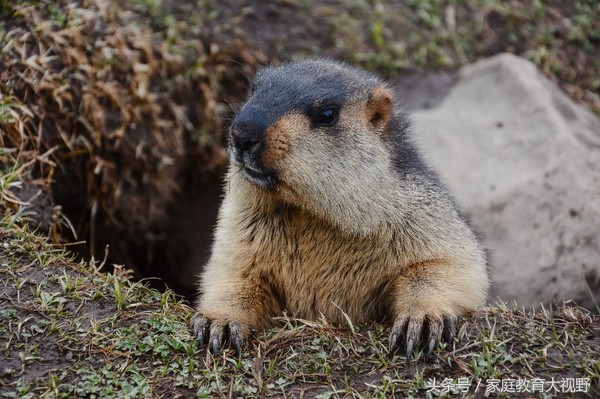 孩子情绪委屈怎么教育,家庭教育正确引导孩子情绪表达