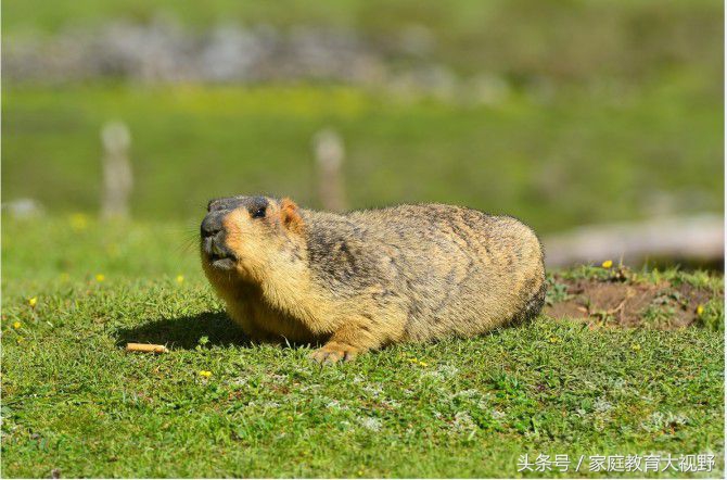 孩子情绪委屈怎么教育,家庭教育正确引导孩子情绪表达