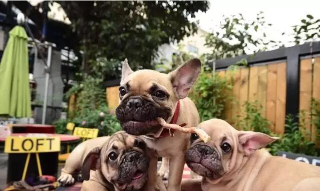 法斗寄生虫有哪些,法斗小肠寄生虫感染