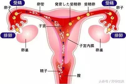 如何预防输卵管堵塞,输卵管堵塞会不会很绝望