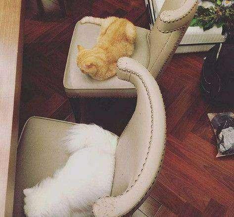 陈赫的天价豪宅,陈赫上海豪宅内景曝光