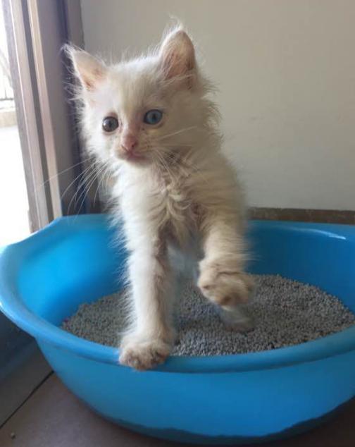 捡到200多只小猫,取快递碰到的小猫