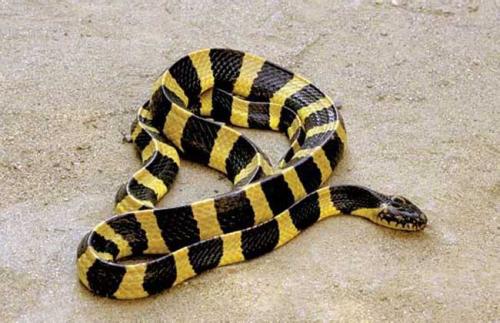 最毒的蛇怕什么,最毒的毒蛇银环蛇