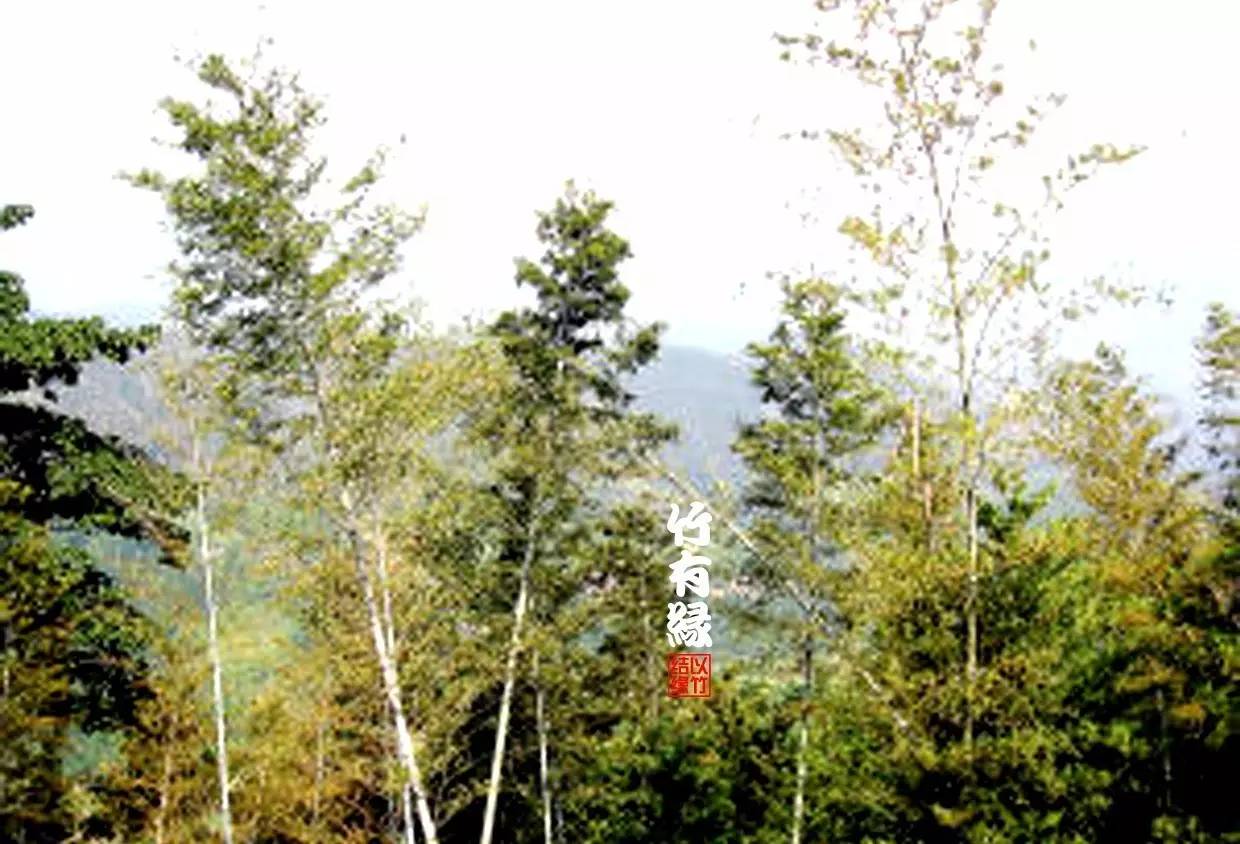 竹病害最佳防治方法,竹子养护小知识