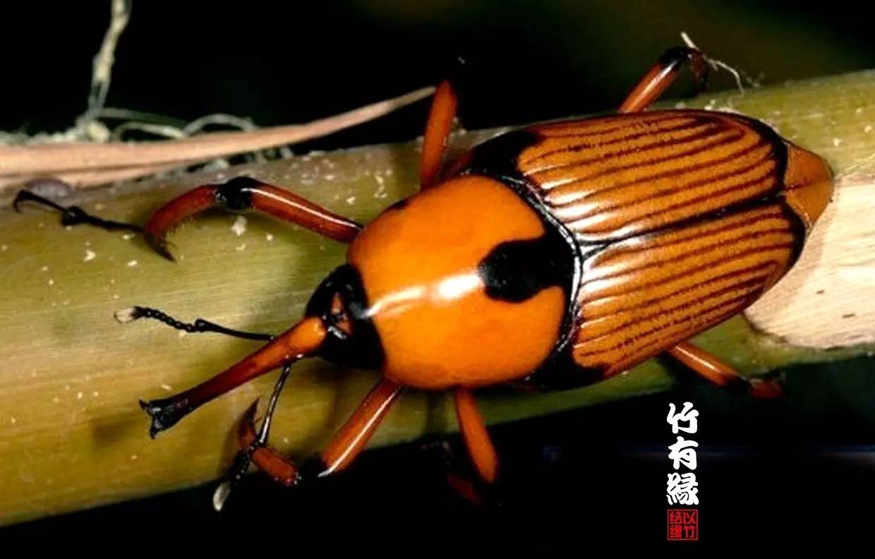 竹病害最佳防治方法,竹子养护小知识