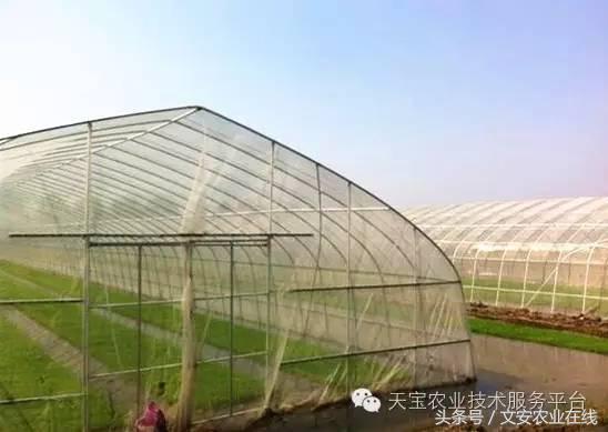 选防虫网啥样的效果最好,防虫网选择技巧