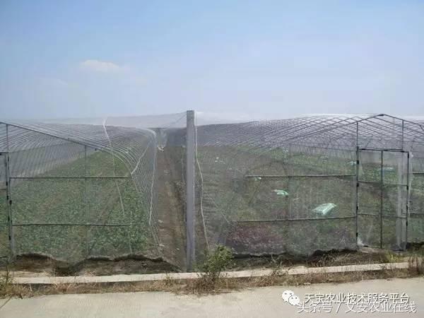 选防虫网啥样的效果最好,防虫网选择技巧