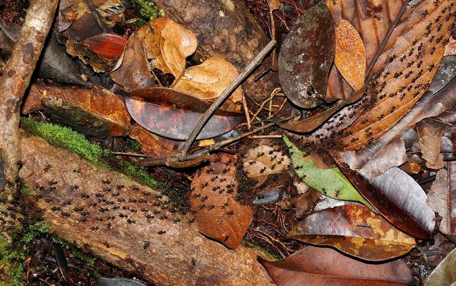 世界泰坦昆虫,可怕昆虫介绍