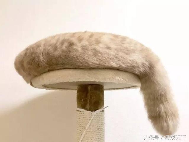 变戏精的猫,风情万种的猫
