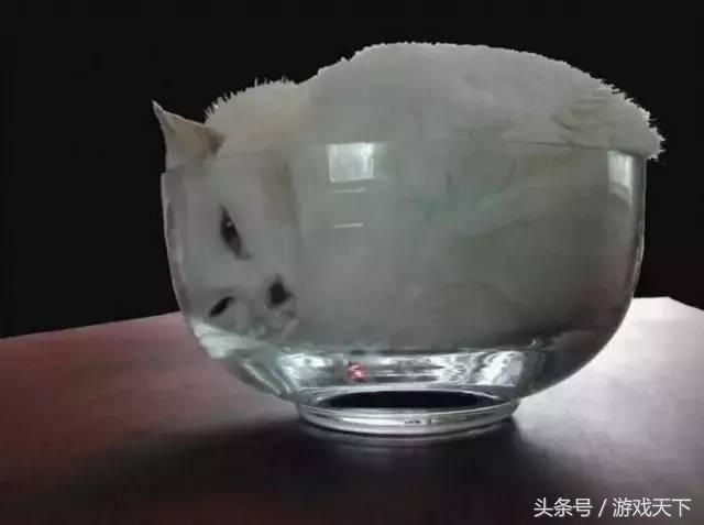 变戏精的猫,风情万种的猫