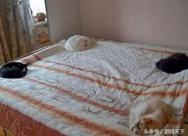 变戏精的猫,风情万种的猫