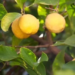 nivea面霜白瓶,nivea蓝瓶美白身体乳