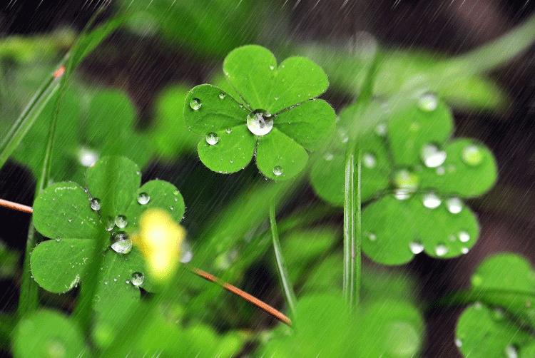 窗前静心听雨声下联,窗前听雨声静谧悠然