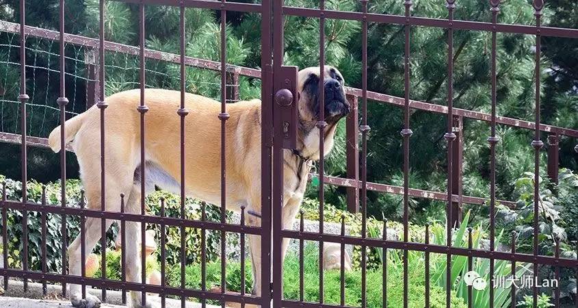 不要吼叫,不要打骂,怎样用非惩罚的方式停止狗狗吠叫?