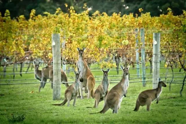 中国人为什么喝澳大利亚红酒,中国人为什么喜欢葡萄酒
