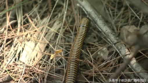 神奇的学校有哪些,神奇的学校完整版国语版