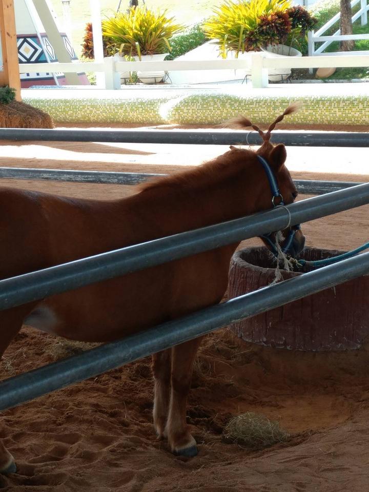 泰国曼谷芭提雅跟团游攻略,泰国曼谷芭提雅旅游一日游攻略