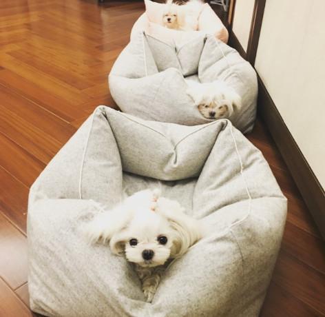 陈赫的天价豪宅,陈赫上海豪宅内景曝光