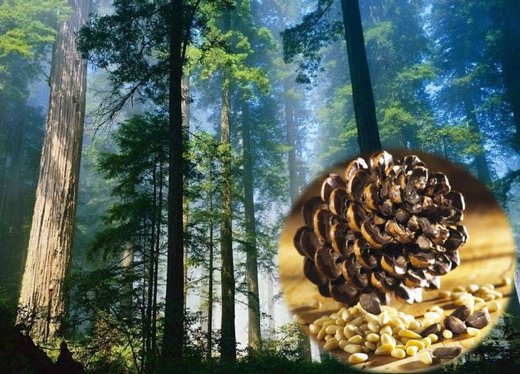 长白山松子是干果吗,被称为长寿果的长白山野生松子
