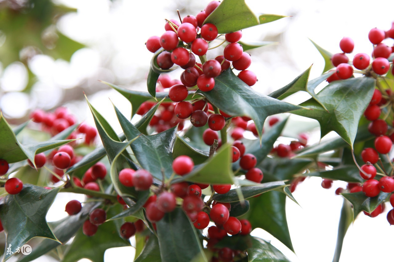 2017242期福彩3D:直落号斜连号隔期号都比较重要